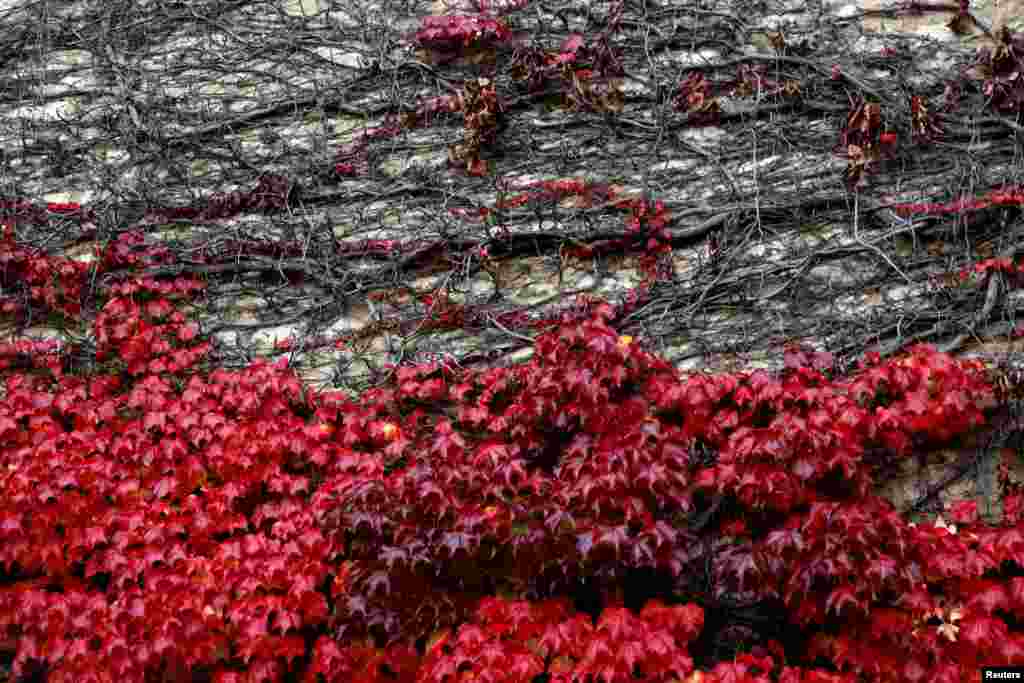 A wall with autumn leaves is pictured in Giverny, France.