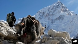 Yaks make their way past a trekker on the way to Everest Base Camp near Gorakshep, Nepal, Saturday, Oct. 24, 2015. Earlier in August, Nepal announced the opening of Mount Everest to climbers for the first time since an earthquake-triggered avalanche in April killed 19 mountaineers and ended the popular spring climbing season. Since April's earthquake, which killed nearly 9,000 people, Nepal has been desperate to bring back the tens of thousands of tourists who enjoy trekking the country's mountain trails and climbing its Himalayan peaks. (AP Photo/Tashi Sherpa)