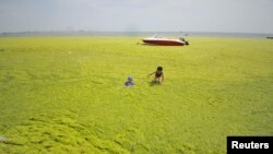 Children play at an algae-covered beach in Haiyang, Shandong province, China, June 28, 2015. REUTERS/Stringer CHINA OUT. NO COMMERCIAL OR EDITORIAL SALES IN CHINA TPX IMAGES OF THE DAY - RTX1I453