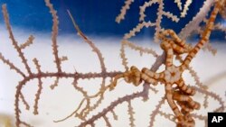 FILE - In this July 20, 2010 file photo, a soft coral and a brittle star, which were collected from the Gulf of Mexico, are displayed at the Smithsonian Museum Support Center in Suitland, MD. 