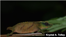 Male Rhampholeon chapmanorum in Mabunga forest (courtesy Krystal A. Tolley) 
