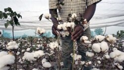 Coton transgénique cultivé dans la région de Fada N'gourma au Burkina