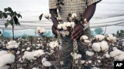 Coton transgénique cultivé dans la région de Fada N'gourma au Burkina