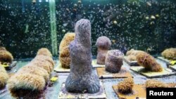 Light illuminates an aquarium full of pillar coral just a few days before the animals would successfully spawn in an aquarium for the first time at a Florida Aquarium facility in Apollo Beach, Florida, on August 14, 2019. (Reuters/Lucas Jackson)