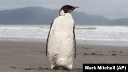 In this photo taken Tuesday June 21, 2011, an Emperor penguin is seen on Peka Peka Beach of the Kapiti Coast in New Zealand. (AP Photo/New Zealand Herald, Mark Mitchell) 