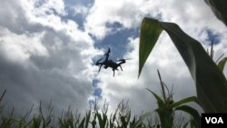Researchers are studying how drones can identify problem areas such as herbicide resistant weeds and possibly spray difficult to combat weeds. (Photo: E. Lee / VOA) 
