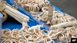 Ivory products are prepared for destruction during a ceremony in Beijing, Friday, May 29, 2015. China's State Forestry Administration and General Administration of Customs officials presided over a ceremony to destroy more than 660 kilograms of ivory that was seized after being smuggled into the country, as part of a crackdown on the illegal trade. (AP Photo/Ng Han Guan)