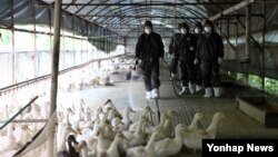 조류인플루엔자(AI) 위협이 커지면서 부산 기장군 농가에서 방역작업이 진행되고 있다. 농협은 방역용품을 긴급 지원했다고 7일 밝혔다. (농협 부산본부 제공)