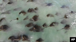 This Sept. 26, 2019 photo shows an aerial view of one of the last remaining kelp forests near Elk, Calif., on the Mendocino County coast, which has lost more than 90 percent of its bull kelp in less than a decade. (AP Photo/Terry Chea)