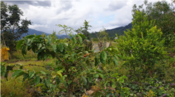 Tanaman Kopi di Desa Kalemago, Lore Timur dengan latar gunung biru yang menjadi tempat persembunyian kelompok MIT, Rabu (12/5/2021). (Foto: VOA/Yoanes Litha)
