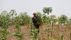 រូបឯកសារ៖ កសិករ​ម្នាក់​បេះ​ស្លឹក​ថ្នាំ​ជក់​នៅ​ខេត្ត​កណ្ដាល ថ្ងៃទី១៩ ខែមេសា ឆ្នាំ២០១១។