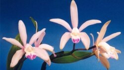 Making Food, Saving Orchids and Really, Really Old Footprints