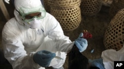 A Balinese government official injects a chicken to cull it as a precautionary measure to prevent the spread of bird flu, at a market in Denpasar, Bali, Indonesia, April 26, 2012. 