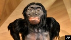 په کمپیوټر کې جوړه شوې د لوسي د بدن بڼه چې څه باندې درې میلیون کاله پخوا یې ژوند کاوه. 