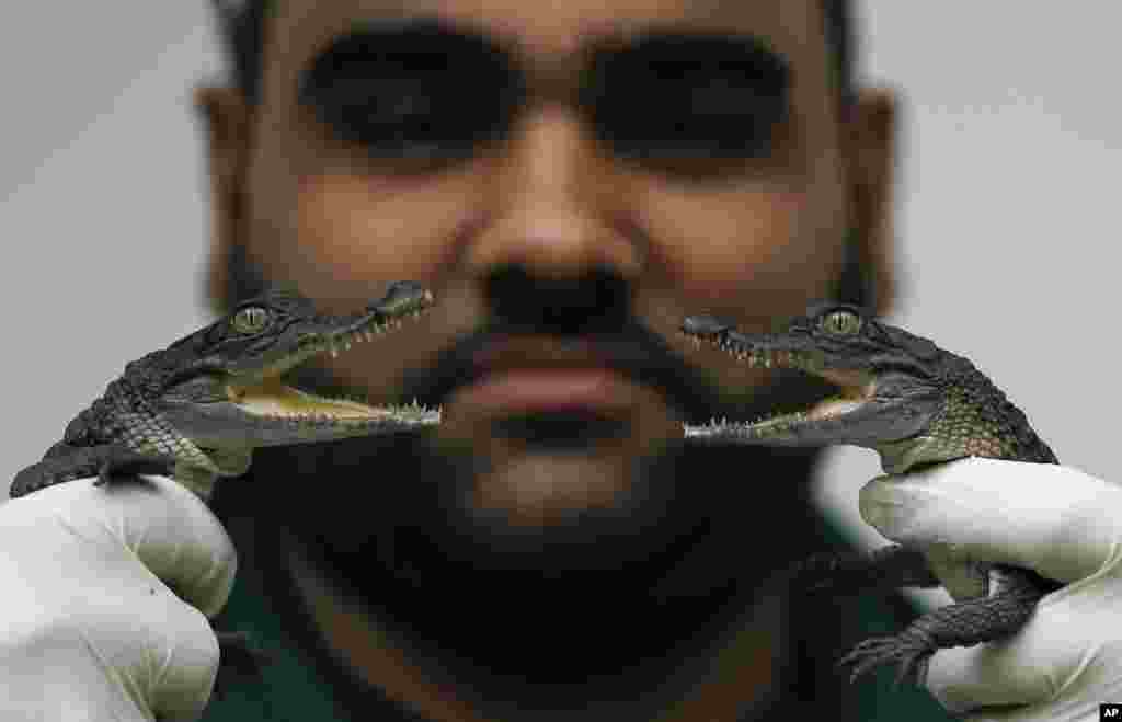 Dua buaya Filipina berusia 6 bulan yang berhasil diternakkan di kebun binatang di London, Inggris.