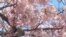 Washington Cherry Trees Sign of Harmony, Friendship with Japan