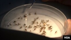Nyamuk-nyamuk Aedes aegypti yang dikembangbiakkan di insektarium Fakultas Kedokteran UGM. (VOA/Nurhadi Sucahyo)