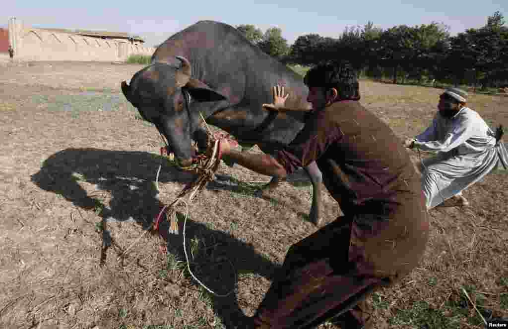 Afghan men prepare to slaughter a buffalo during Eid al-Adha at Kacha Garhi Afghan refugee camp, located in the outskirts of Peshawar, Pakistan, Oct. 15, 2013. 