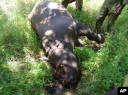 A rhino killed for its horn lies dead in a South African game reserve … Conservationists say if they build good relationships with communities living in or near game reserves, it could decrease incidents of poaching, as poachers often get information from