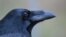The cognitive skills of crows, ravens and other corvids are as sophisticated as those of apes, even though they have a much smaller brain. (© Jana Müller)
