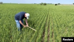 Mark Nelson, a scout on the Wheat Quality Council's Kansas wheat tour, checks a winter wheat field north of Minneapolis, Kansas, U.S., May 17, 2022. (REUTERS/Julie Ingwersen)