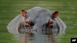 ແຟ້ມພາບ-ຊ້າງນ້ຳລອຍຢູ່ໃນໜອງນ້ຳທີ່ ສວນອຸທິຍານ Hacienda Napoles, ໃນເມືອງ ເປີຣໂຕ ທຣີອຸນໂຟ, ປະເທດໂຄລອມເບຍ, ວັນທີ 16 ກຸມພາ 2022. (AP Photo/Fernando Vergara)