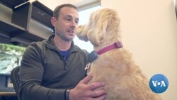 Want a Happy Workplace? Add Dogs!