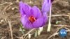 Climate Change Affecting Saffron Farming in Kashmir