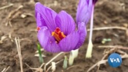 Climate Change Affecting Saffron Farming in Kashmir