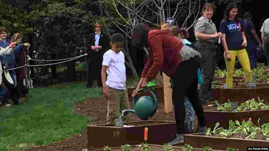 First Lady Michelle Obama waters plants in the White House kitchen garden, April 15, 2015.