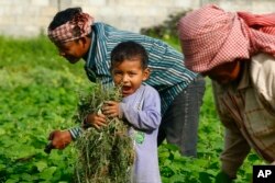 A child holds up plucked weeds as he helps his family on a farm near Phnom Penh, Cambodia, Aug. 2013. (AP Photo/Heng Sinith)