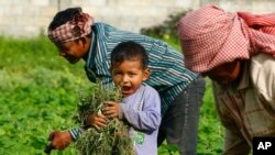 រូបឯកសារ៖ កុមារ​តូច​ម្នាក់​ជួយ​ក្រុមគ្រួសារ​របស់​គេ​សម្អាត​ស្មៅ​ក្នុង​ចម្ការ​ឆៃថាវ​មួយ​កន្លែង​នៅ​ជាយ​ក្រុង​ភ្នំពេញ កាល​ពី​ថ្ងៃព្រហស្បតិ៍ ទី១៥ ខែ​សីហា ឆ្នាំ​២០១៣។ (AP/ហេង ស៊ីនិត)