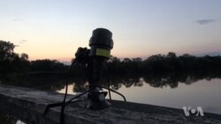 ค้างคาวในกรุงวอชิงตันเสี่ยงต่อโรคราจมูกขาว