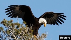 The bald eagle is the national bird of the United States. The turkey's character was too "questionable." (File Photo)