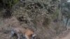 India Battles Challenge of Shrinking Tiger Habitat