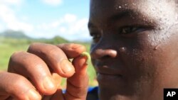 FILE - A woman holds an armyworm she found feeding on her maize crop at a farm in Zimbabwe, Feb. 14, 2017.