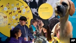 In this Tuesday, March 12, 2019 photo students from the Theodore Alexander Science Center School check an interactive display of the internal organs of different dogs at the California Science Center in Los Angeles. (AP Photo/Richard Vogel)