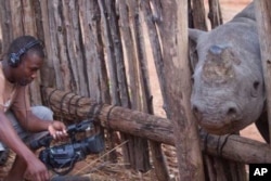 A TV cameraman from an international news channel films a dehorned rhino at the IAPF’s Victoria Falls headquarters