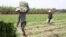 Workers carry vegetables from a farm in Kandal province’s Saang district’s Teuk Vil commune, on May 24, 2020. (Sun Narin/VOA Khmer) 