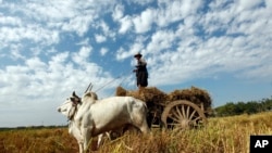 A farmer guides his cows as they pull a cart loaded with hay in his paddy field in Naypyitaw, Myanmar.