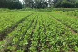 Lahan pertanian organik Gubuk Lazaris, Pare, Kediri ditanami tanaman kedelai (Foto: Courtesy/Romo Hardo)