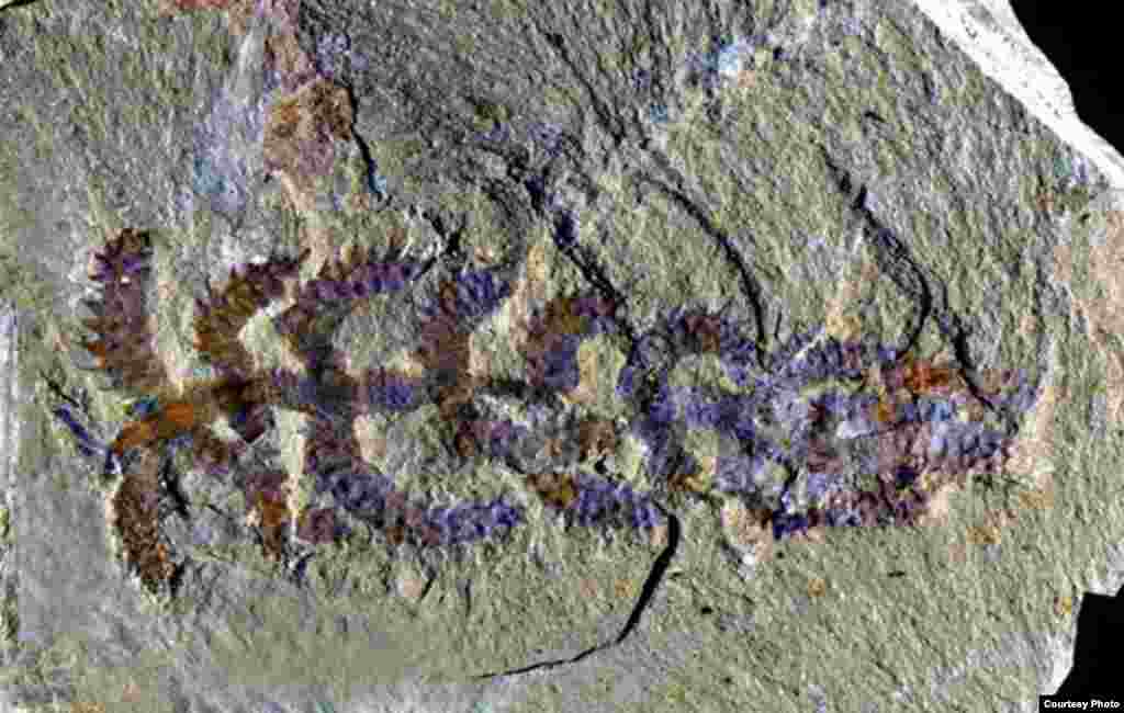 Diania cactiformis. Common Name: Walking Cactus. This fossil, discovered in China, looks more like a &ldquo;walking cactus&rdquo; than an animal, but belongs to an extinct group with wormlike bodies and multiple pairs of legs. (Photo: Gianni Liu)