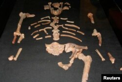 د لوسي اسکلیټ چې څه باندې درې میلیون کاله پخوا یې ژوند کاوه.