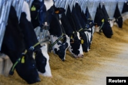 The waste from animals like cows can be used as fertilizer. Picture taken March 16, 2022 in Piana di Monte Verna, Italy. (REUTERS/Guglielmo Mangiapane)
