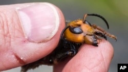 In this April 23, 2020, photo provided by the Washington State Department of Agriculture, a researcher holds a dead Asian giant hornet in Blaine, Wash. (Karla Salp/Washington State Department of Agriculture via AP)