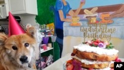 A dog named Penny sits next to a naked strawberry chamomile cake AP reporter Terry Tang made to celebrate her birthday in isolation during the COVID-19 pandemic in Phoenix, June 2020. 