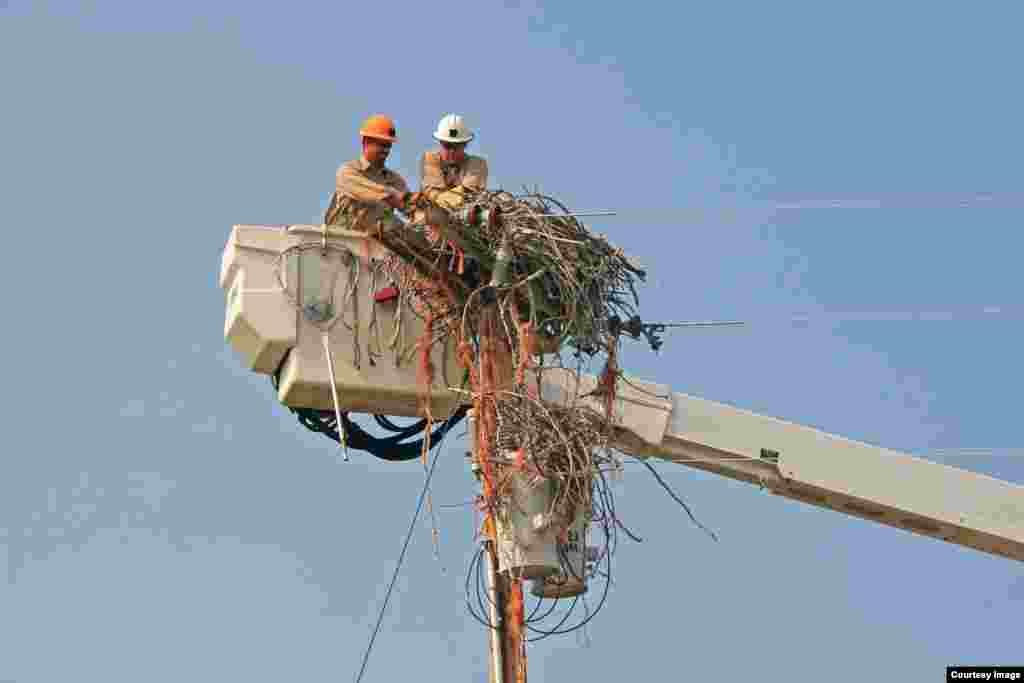 Missoula Electric Cooperative linemen George Porter and Eric Nicoson work on the nest. (Courtesy of Erick Greene, Univ. of Montana)