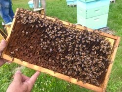 Bees at a thriving bee yard near Beckley, West Virginia. (VOA/ Julie Taboh)