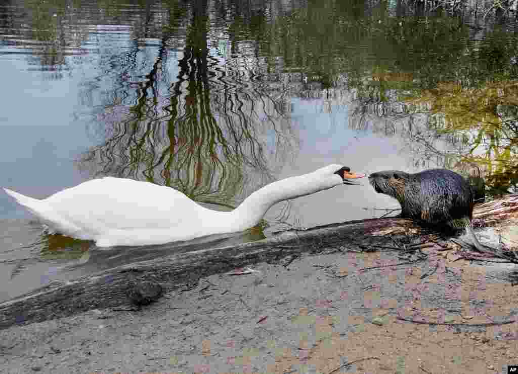 2019年1月10日，德国法兰克福机场附近的一个小湖上有一只天鹅（swan）和海狸鼠（nutria）争吵。