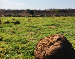Elephant dung covers the flood plains of the Chobe river which separates Botswana and Namibia. (Mqondisi Dube/VOA)